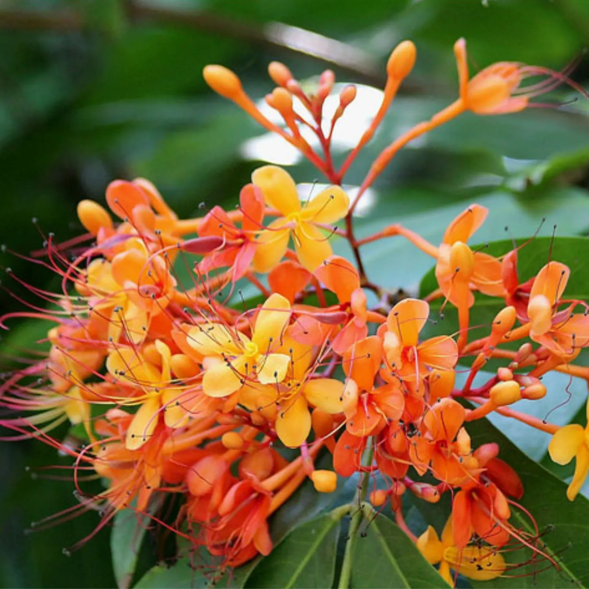 Saraca asoca (Ashoka) in menstrual disorders and abnormal uterine bleeding